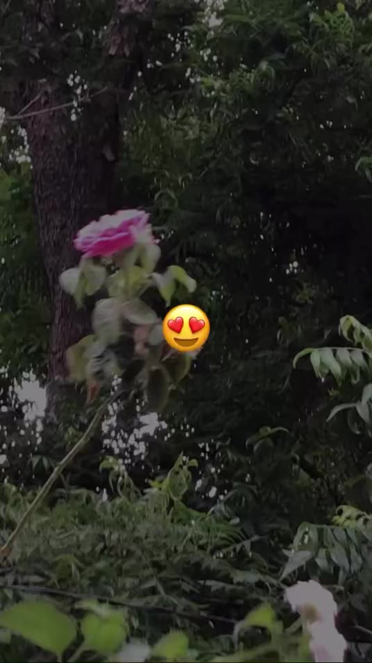 @sami