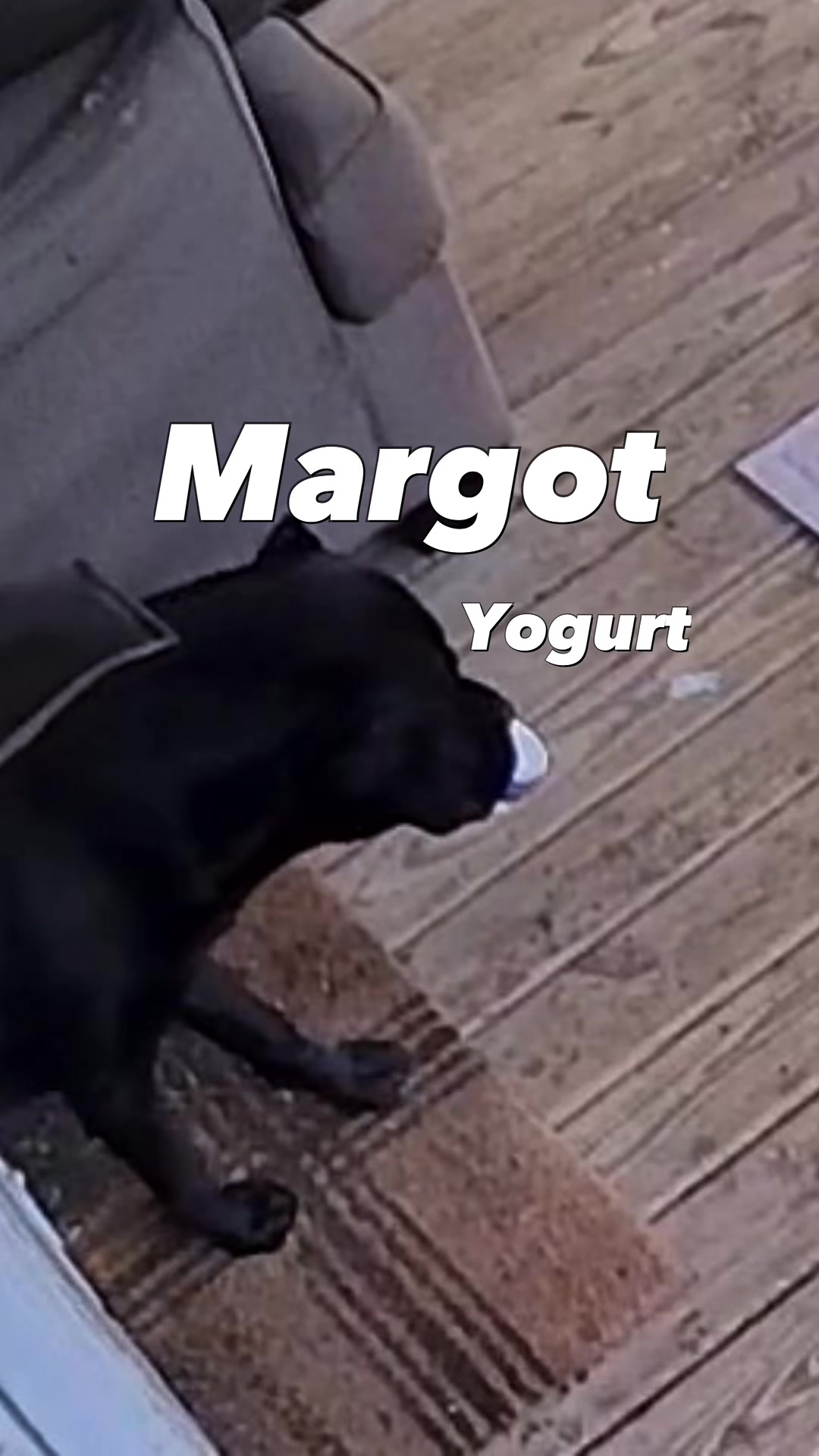 @MyDogMargot