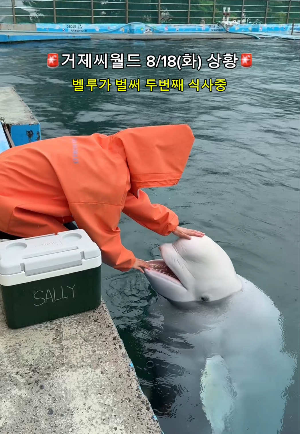@DolphinTok