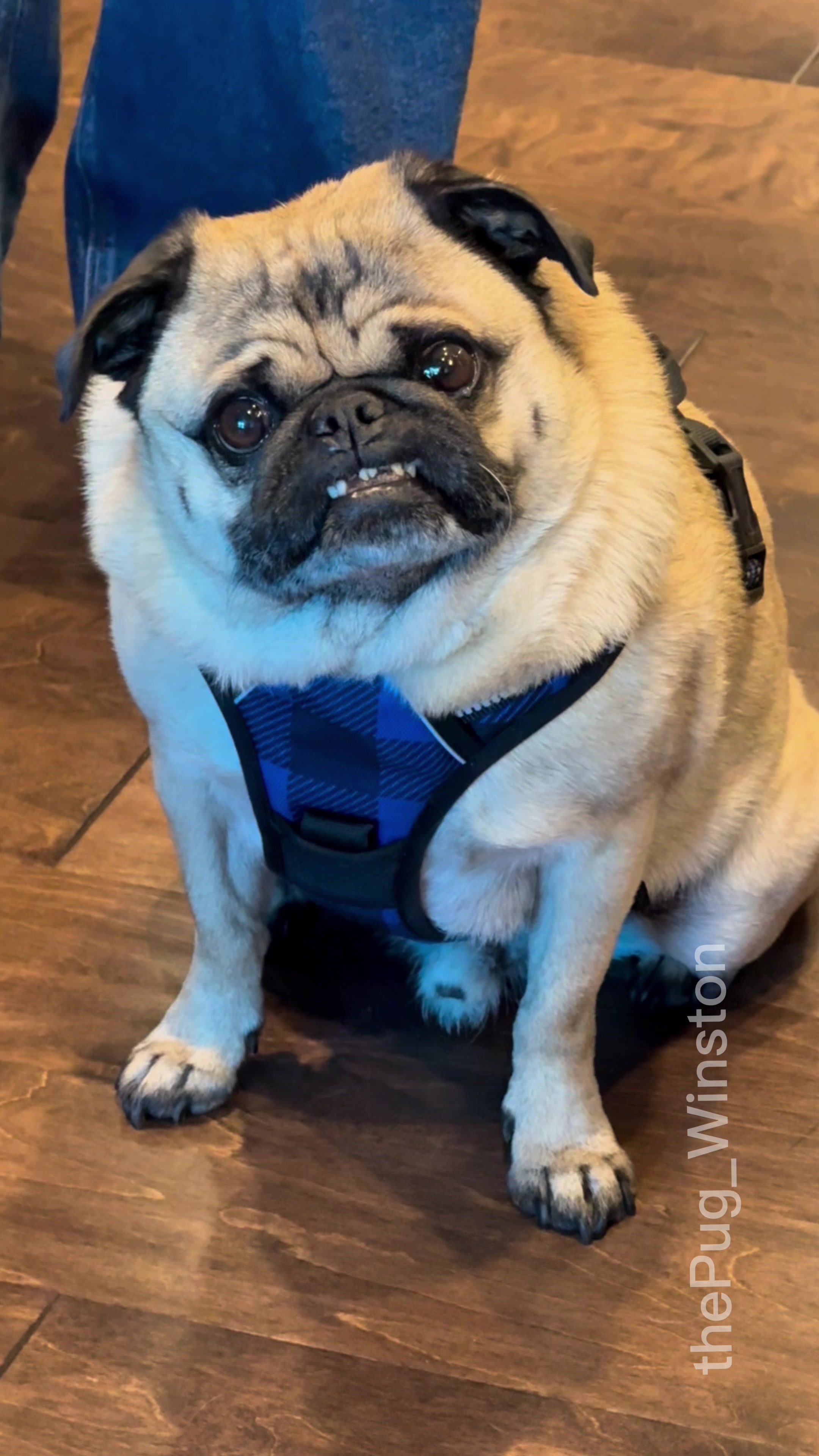 @Winston the Pug