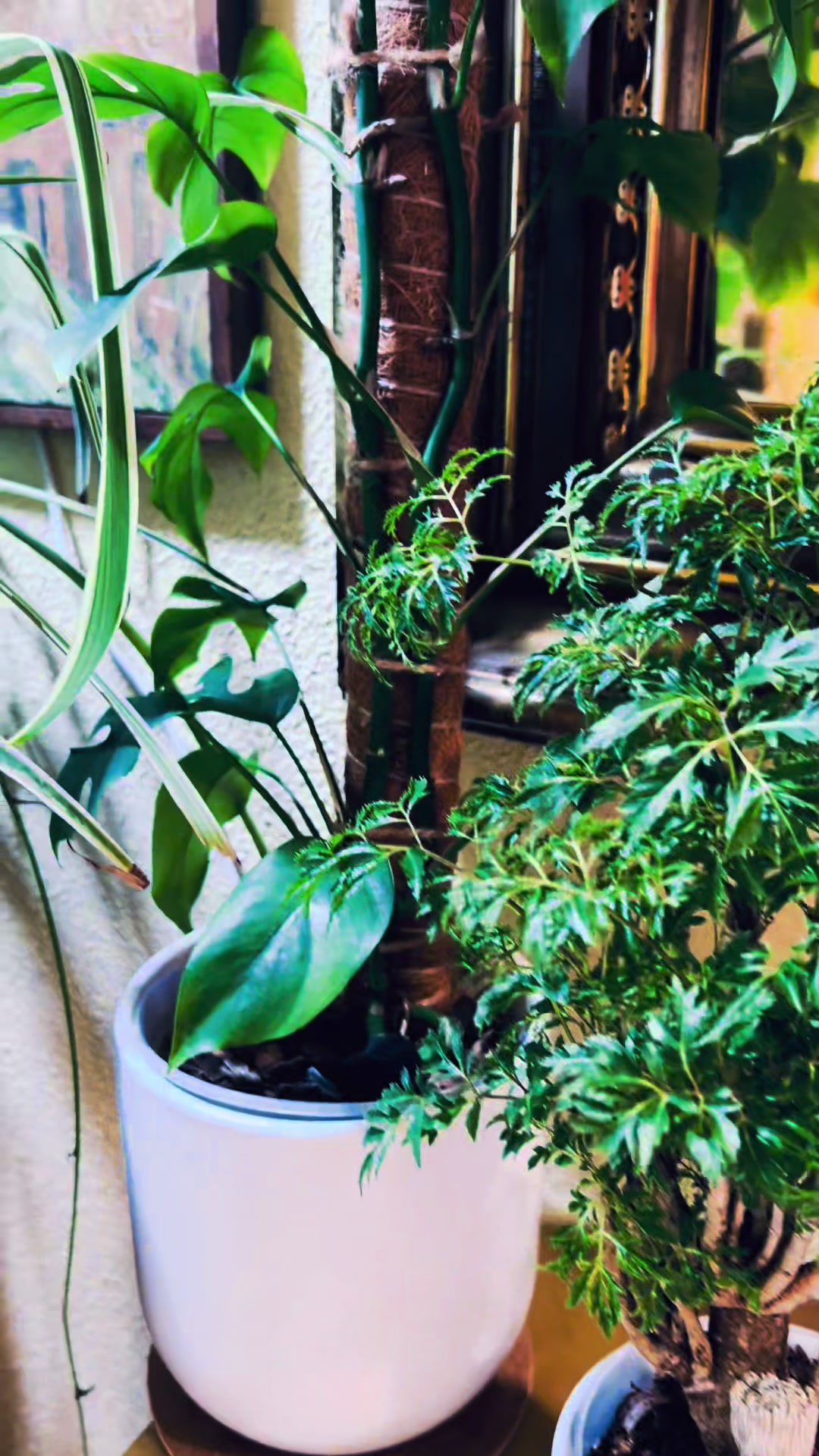 @The_Chlorophylliac