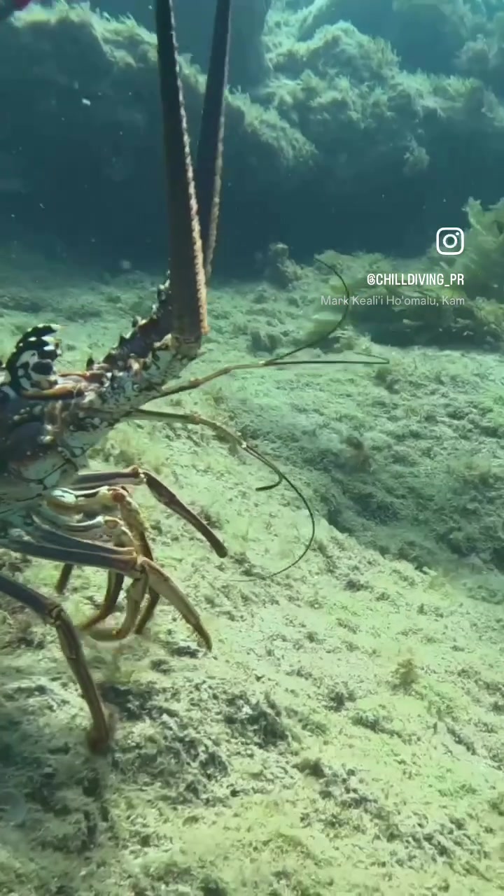 @Chill Diving