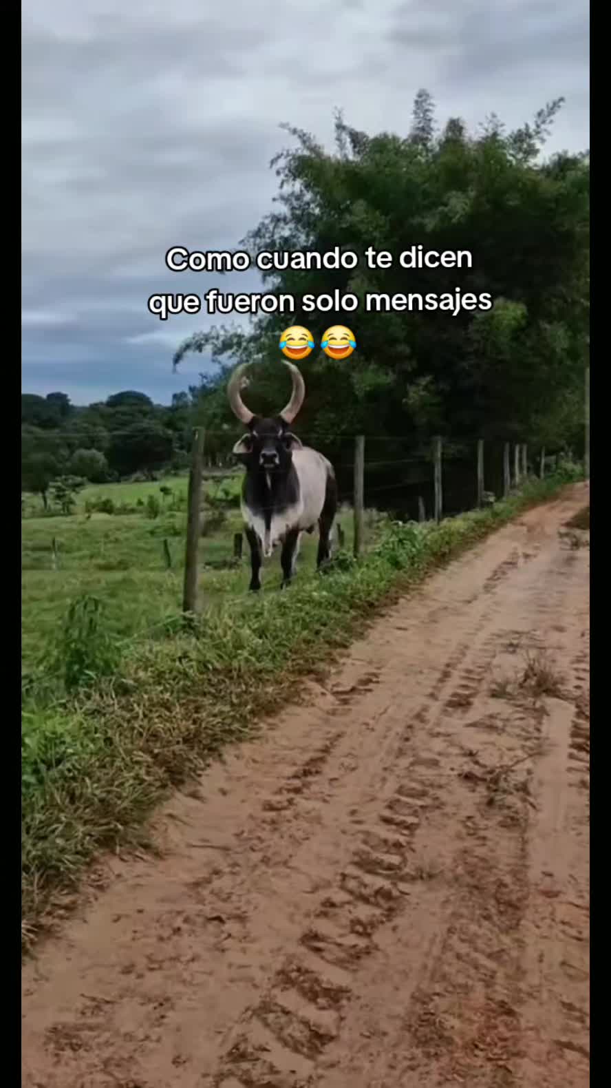 @🖤🦋FER_BRIZZO LA LOBA 🐺☀︎︎☽︎
