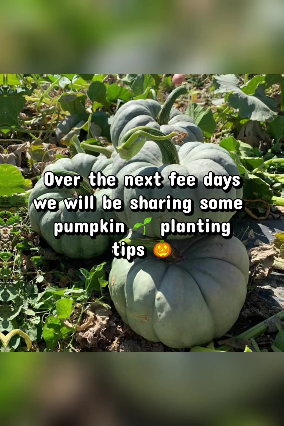@Resistance Homesteaders
