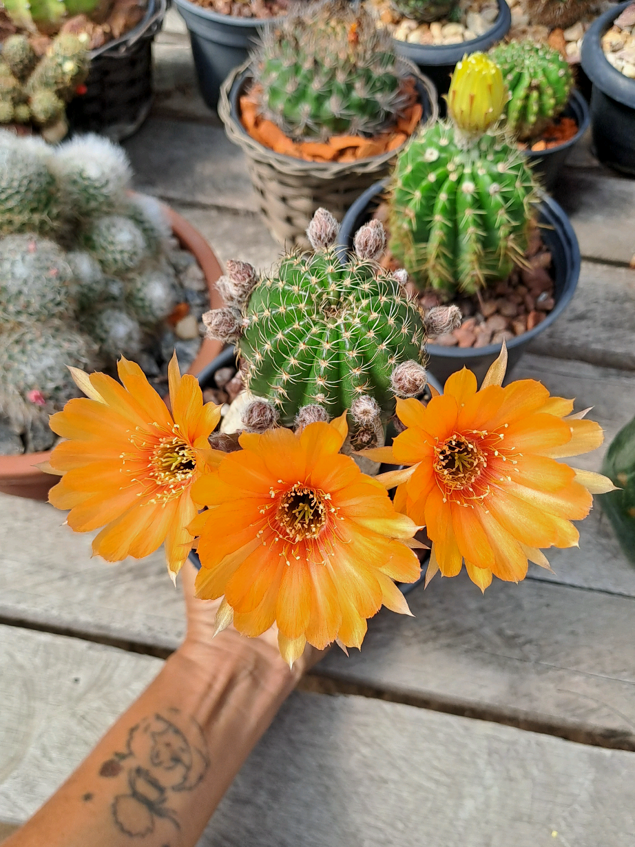 @Val Brito🌻✍️