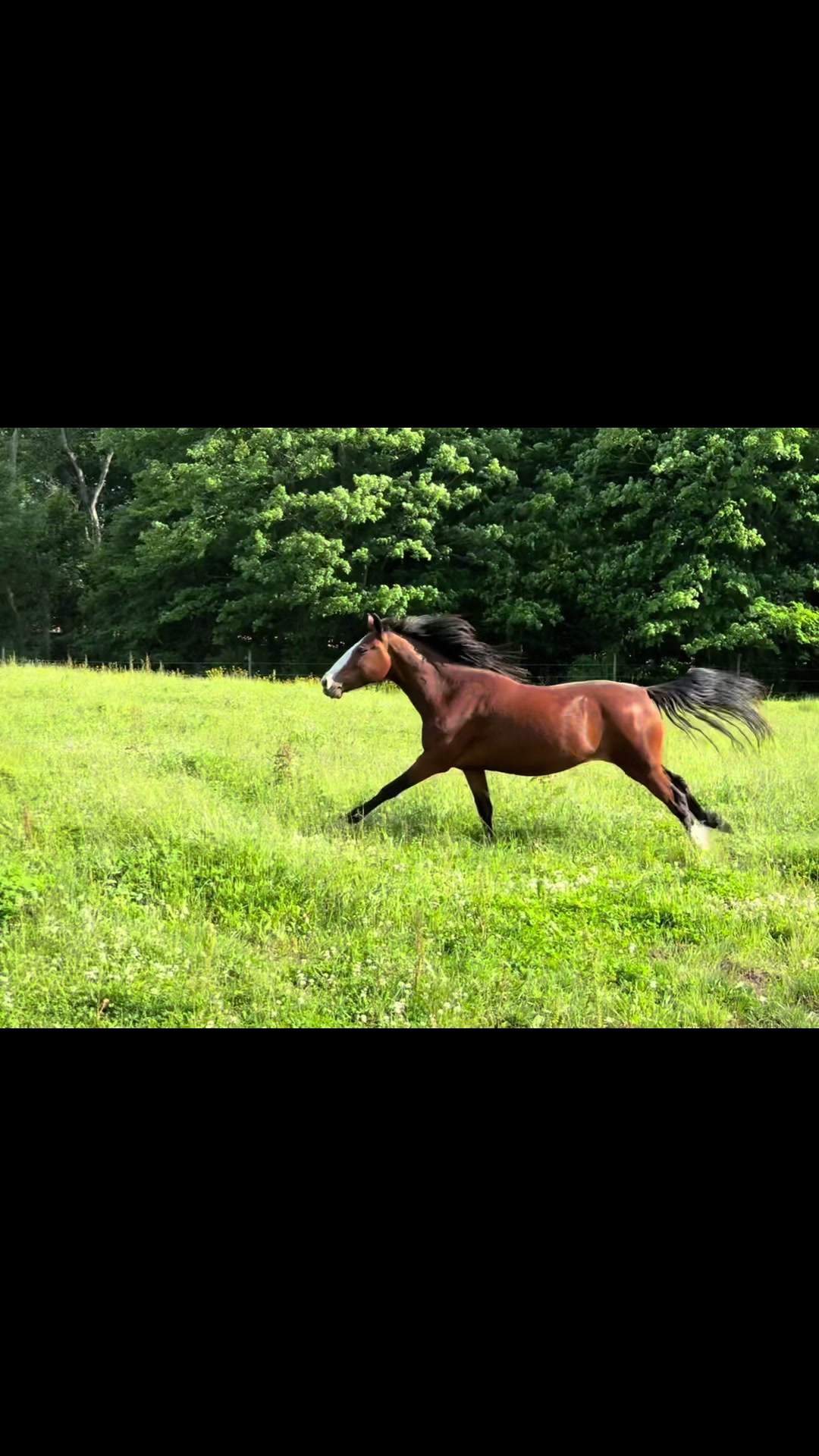 @NWPA Equine Sanctuary