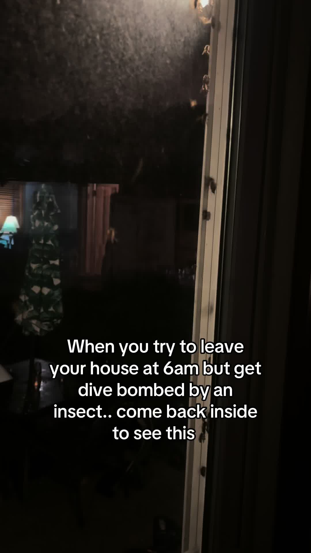 @brigitte
