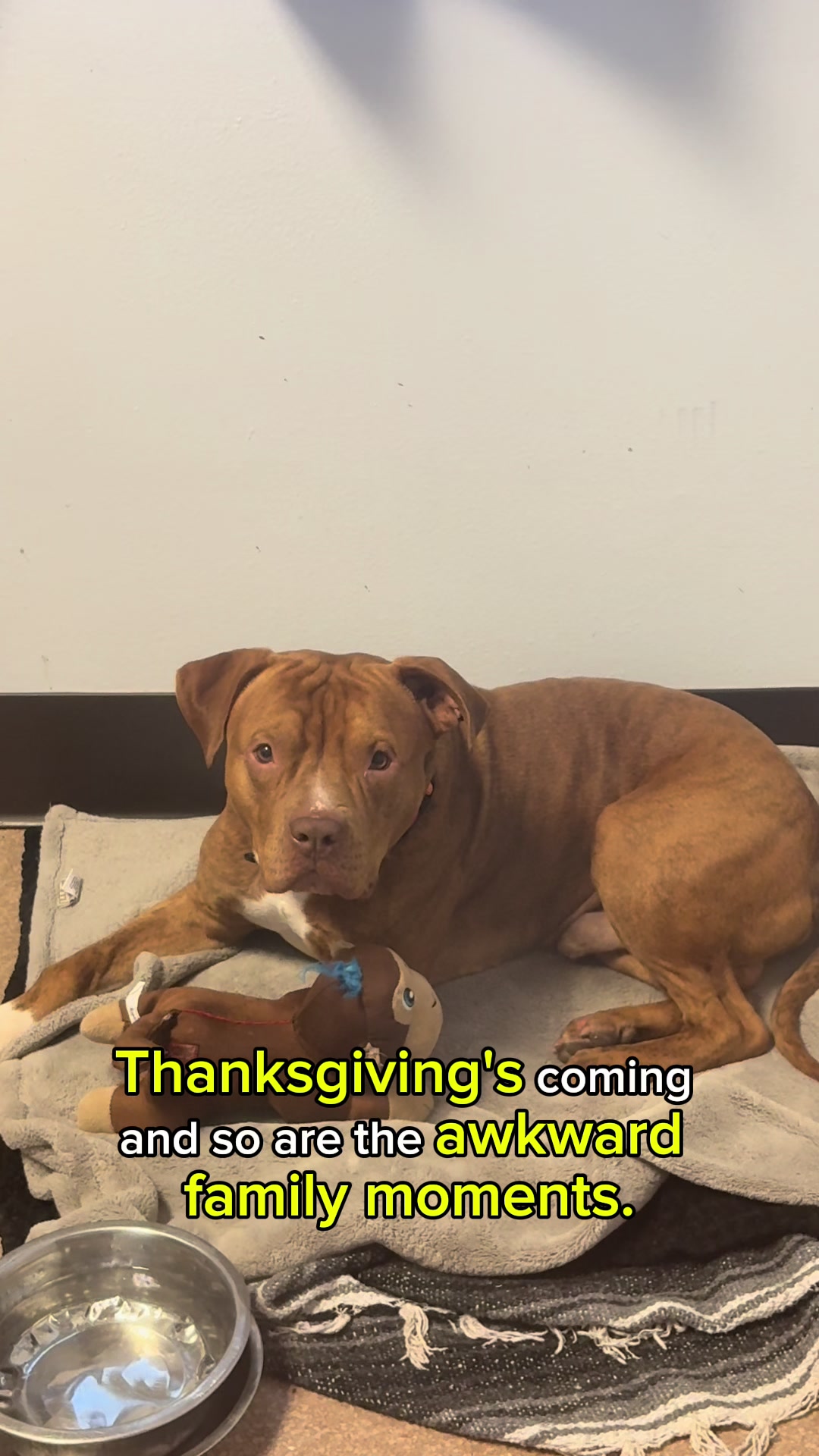 @Seattle Animal Shelter