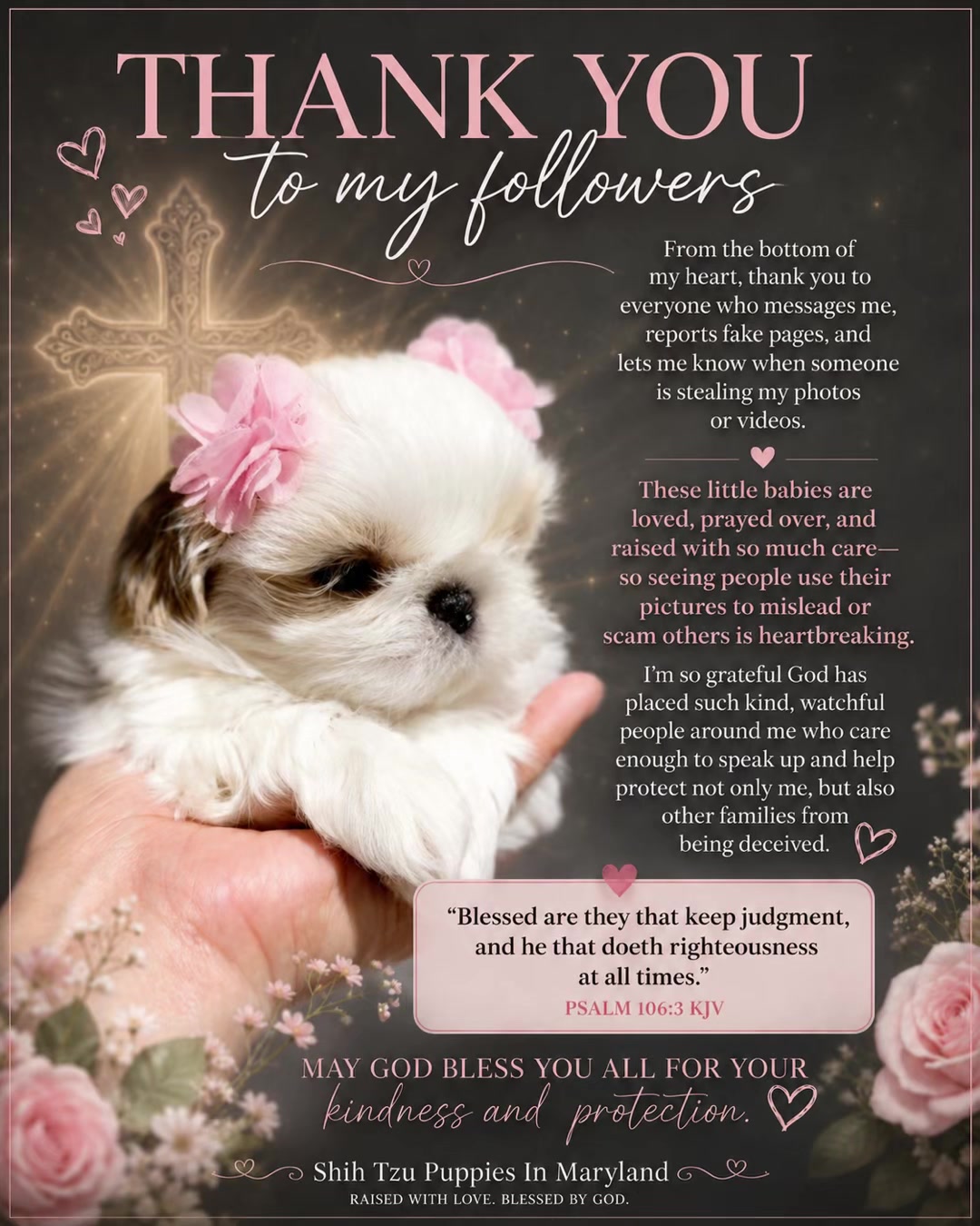 @Shih Tzu Puppies in Maryland