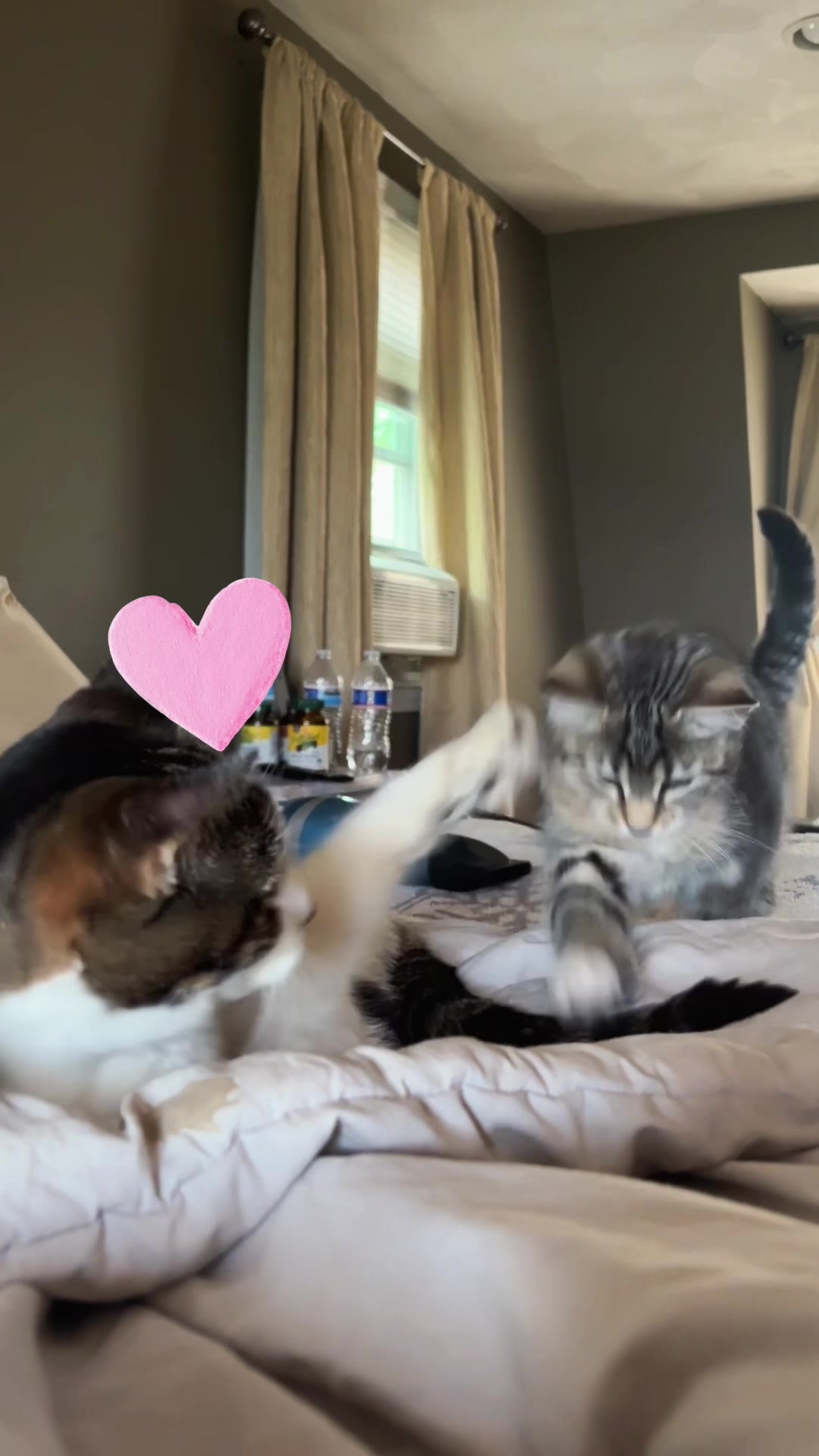 @Juno 💫🐈