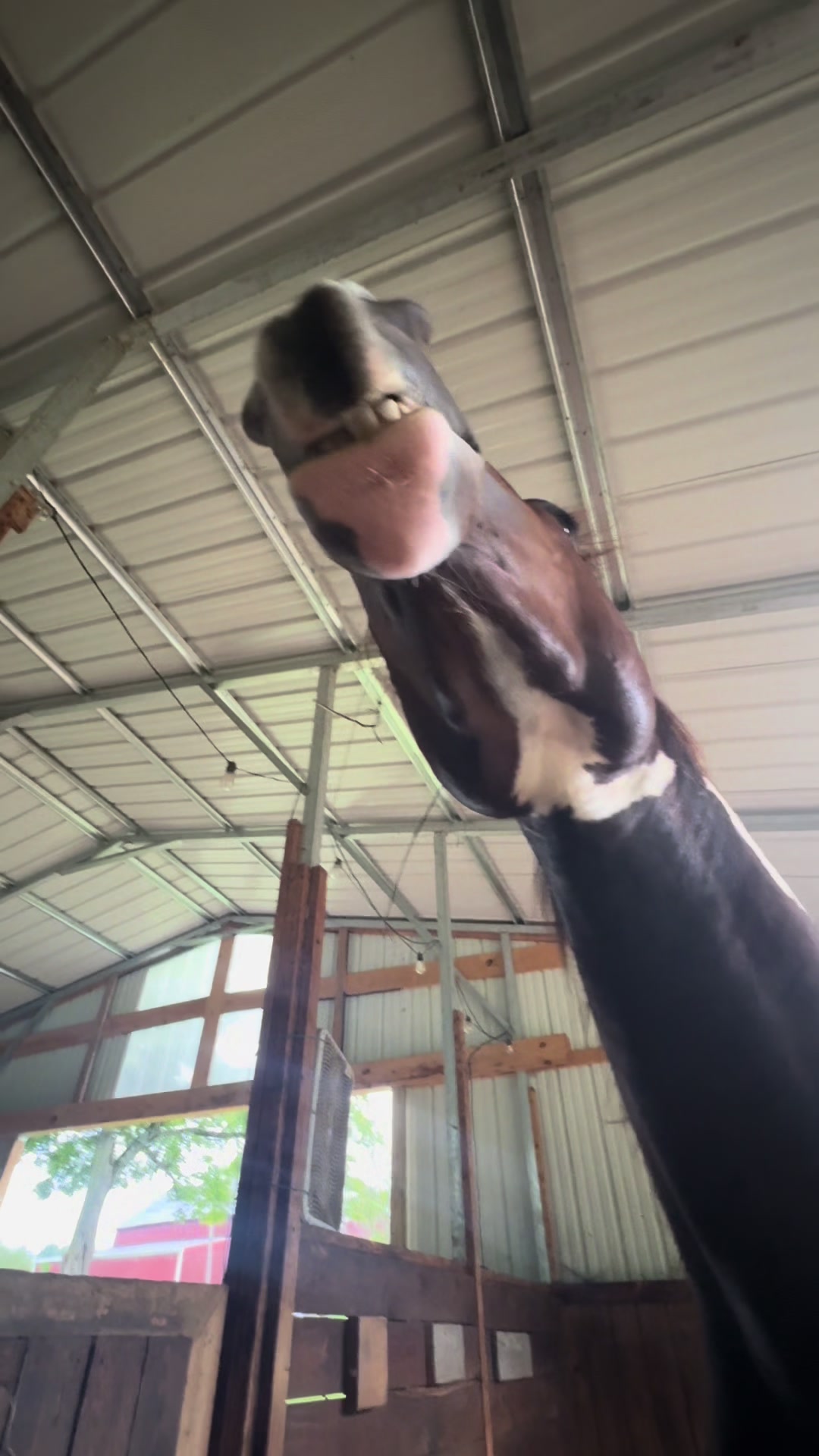 @NWPA Equine Sanctuary
