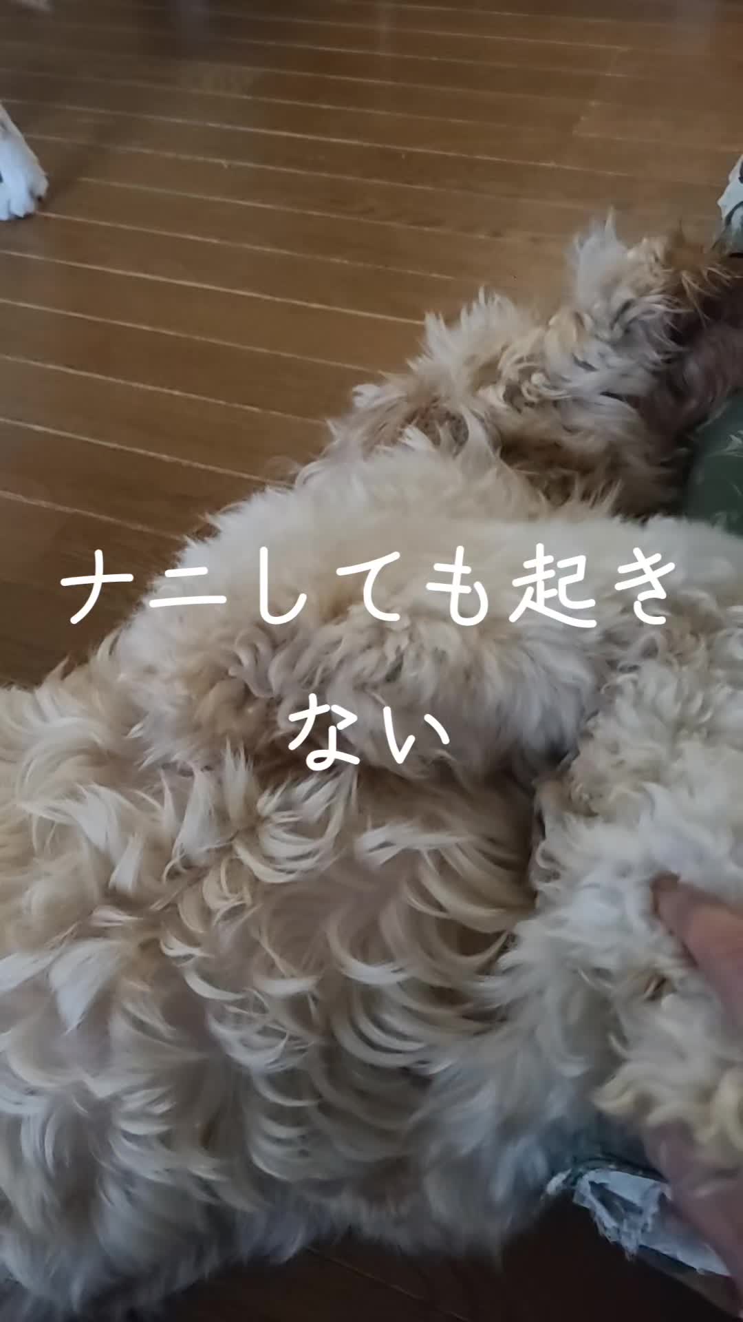@沙亜代