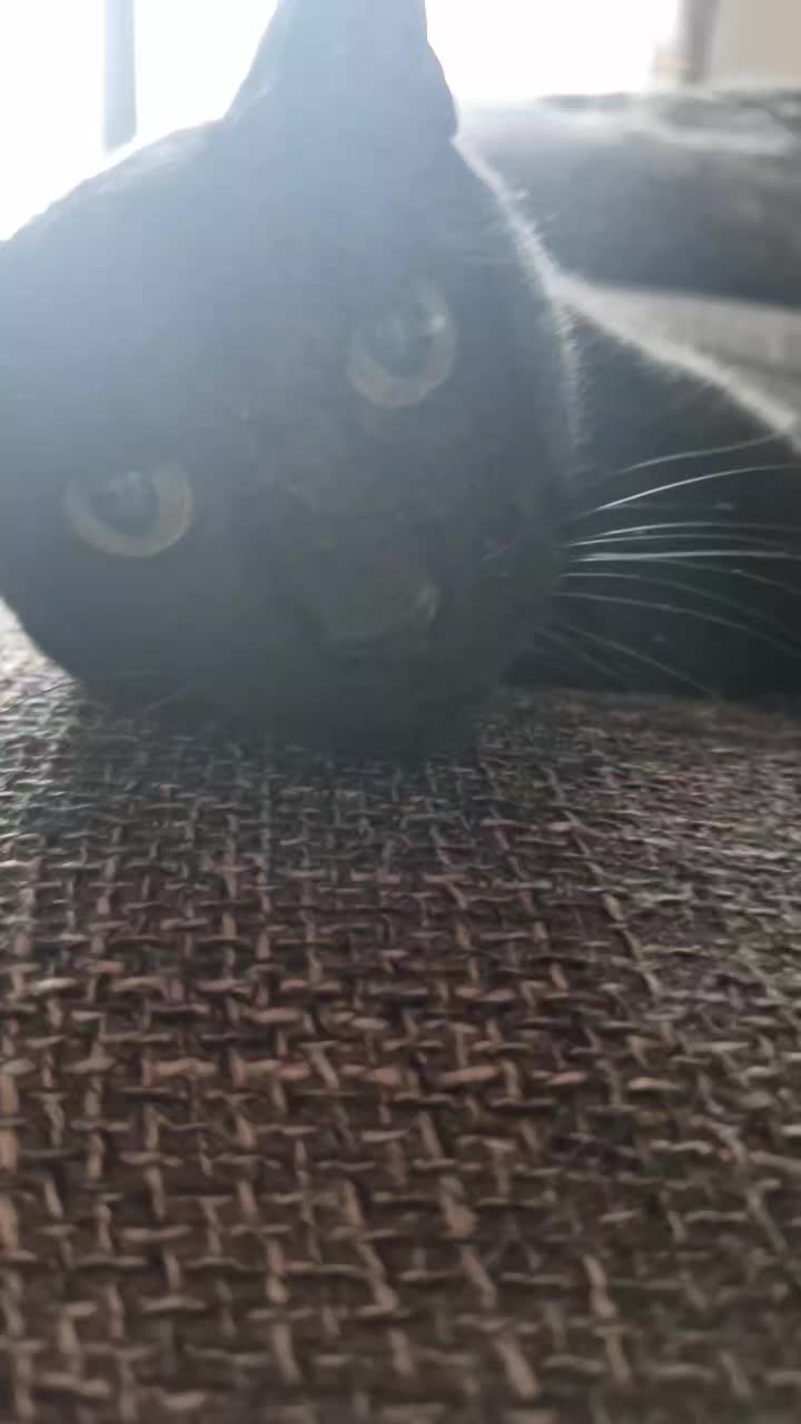 @fifillemichou54