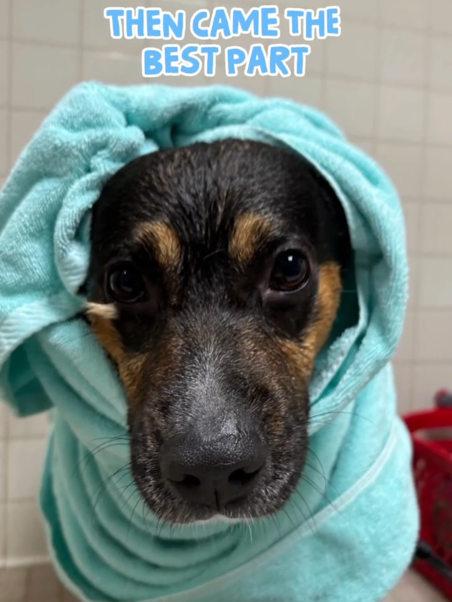 @Oakland Animal Services