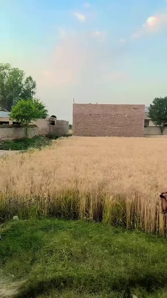 @میاں عرفان طفیل بھٹی