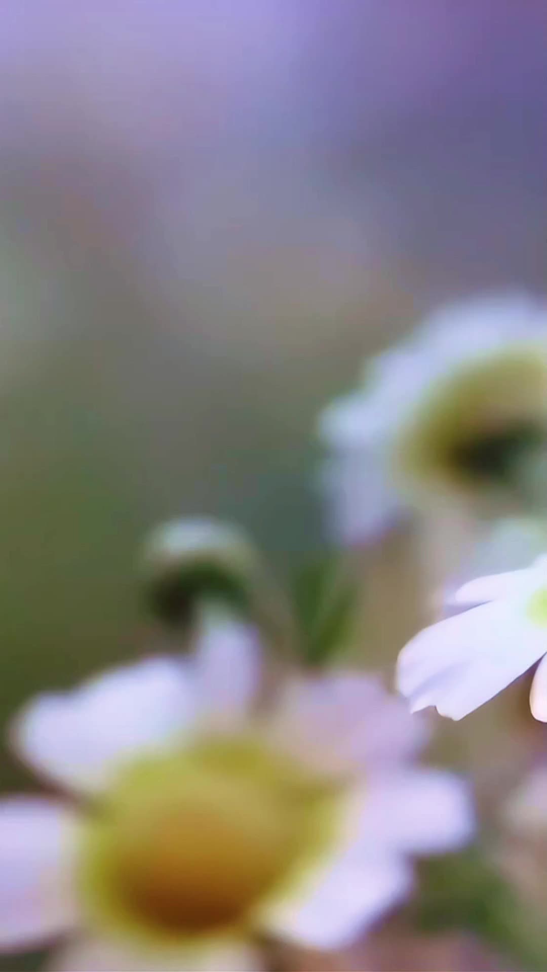 @𝕾.𝕸.𝕽𝖆𝖏𝖆..🎶