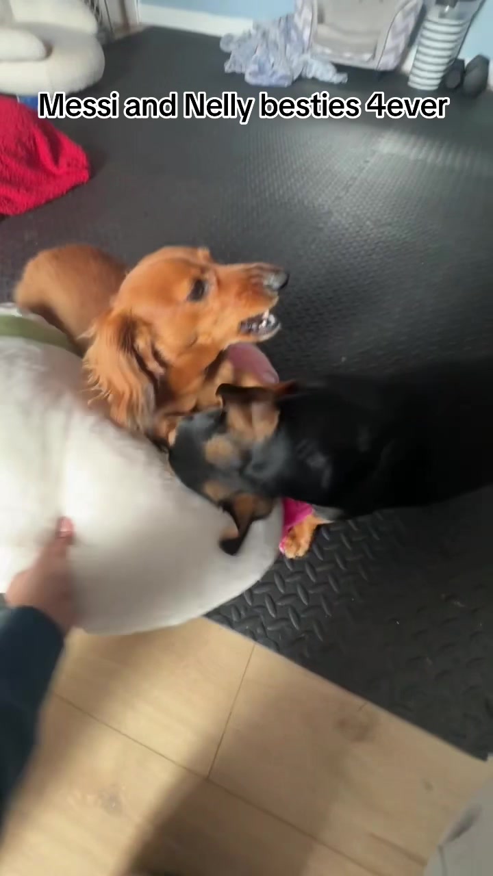 @Messi and Nelly(theweiners)