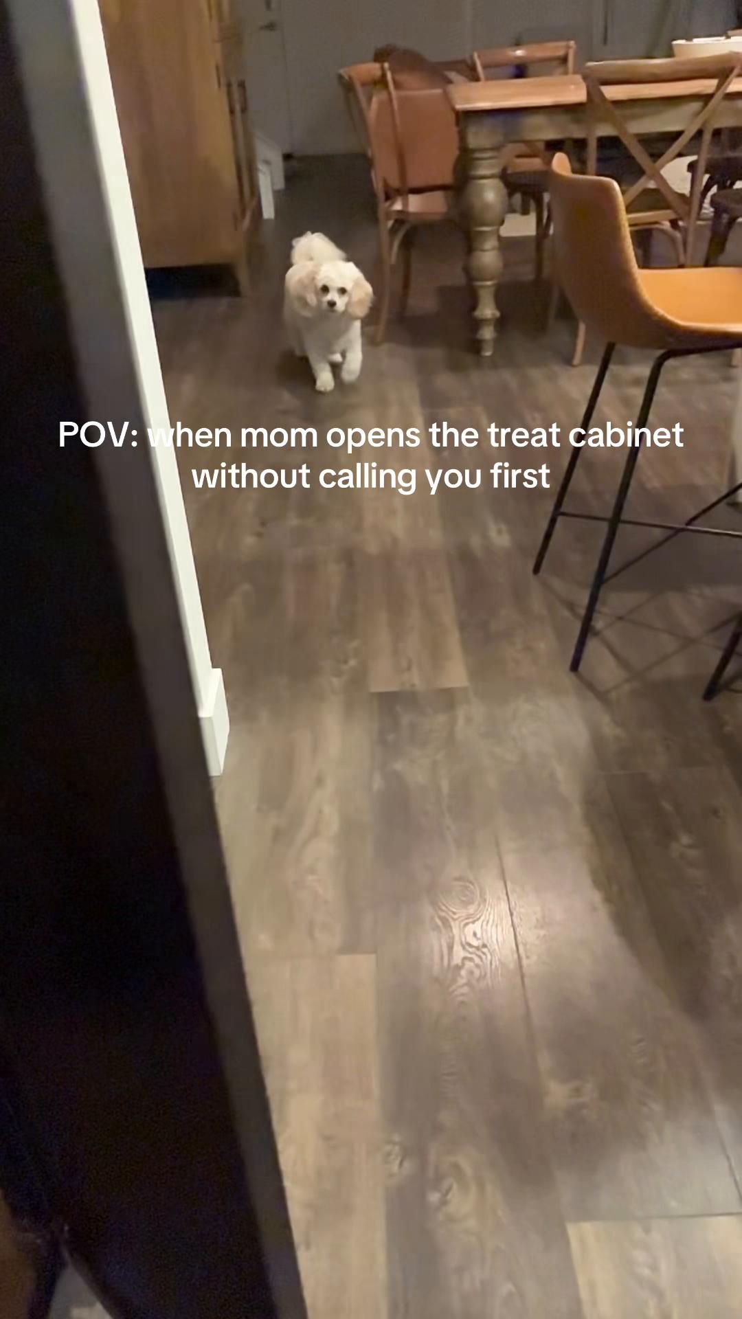 @Silly.dog.cooper