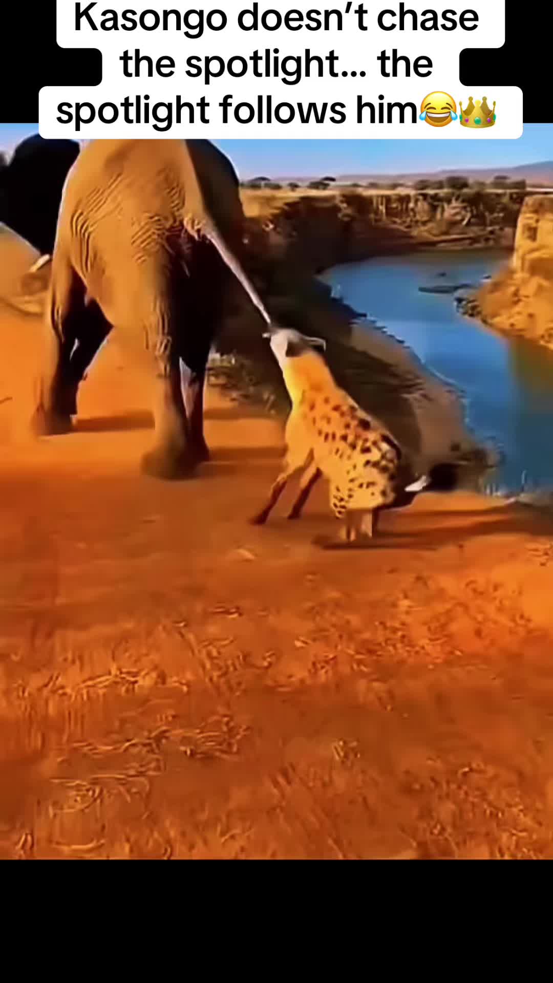 @Roi De la Jungle