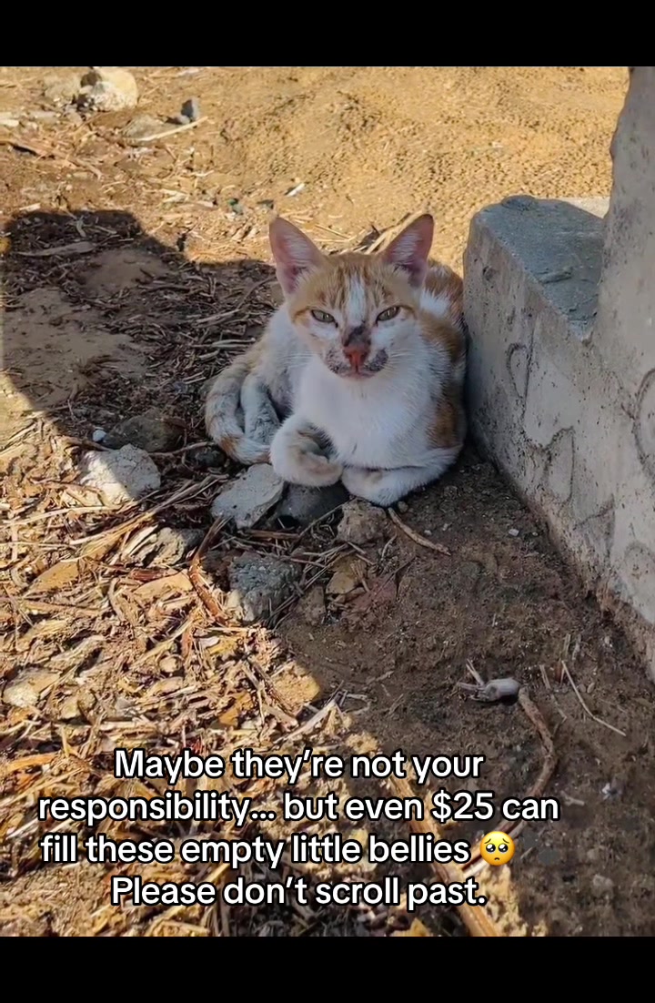 @Gaza Animal Rescue