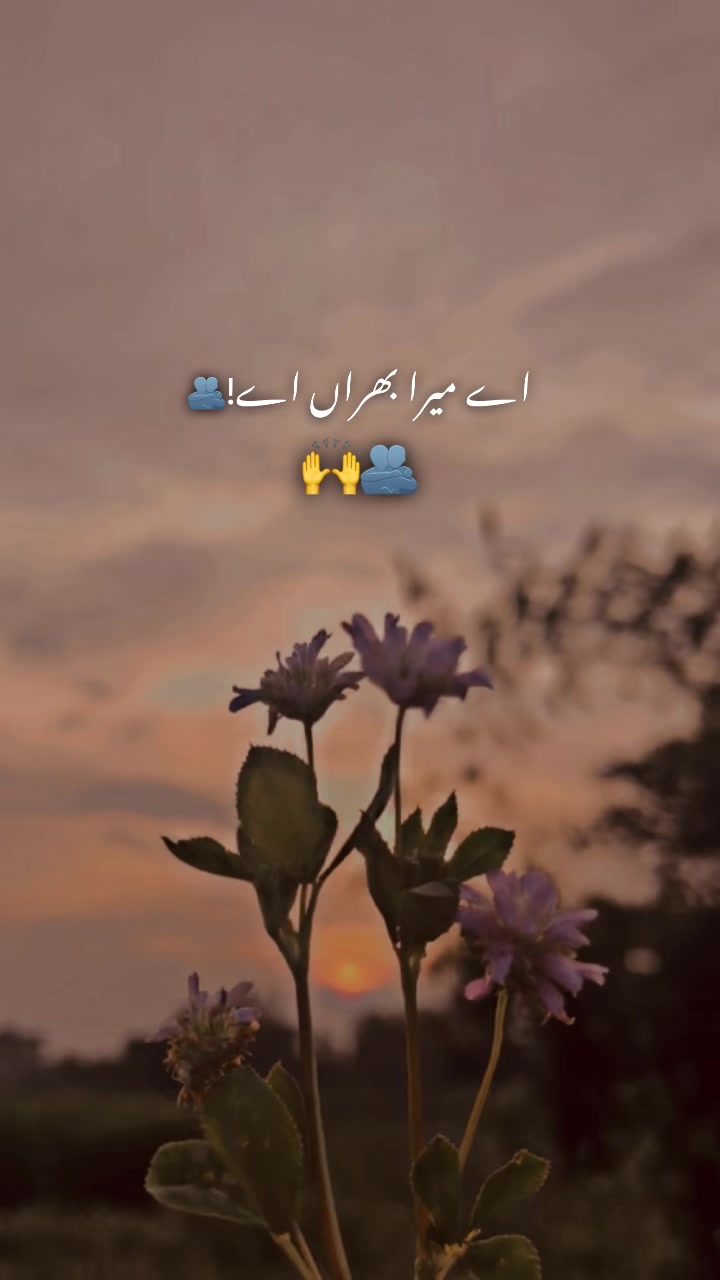 @پنڈا والے راجپوت☘️☘️ظفر وال🤗