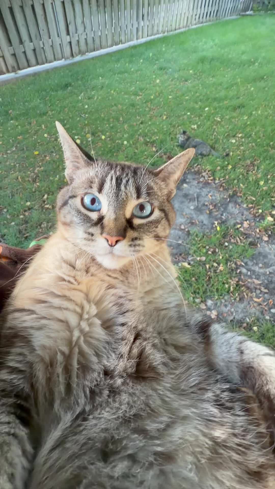 @PepperTheCat