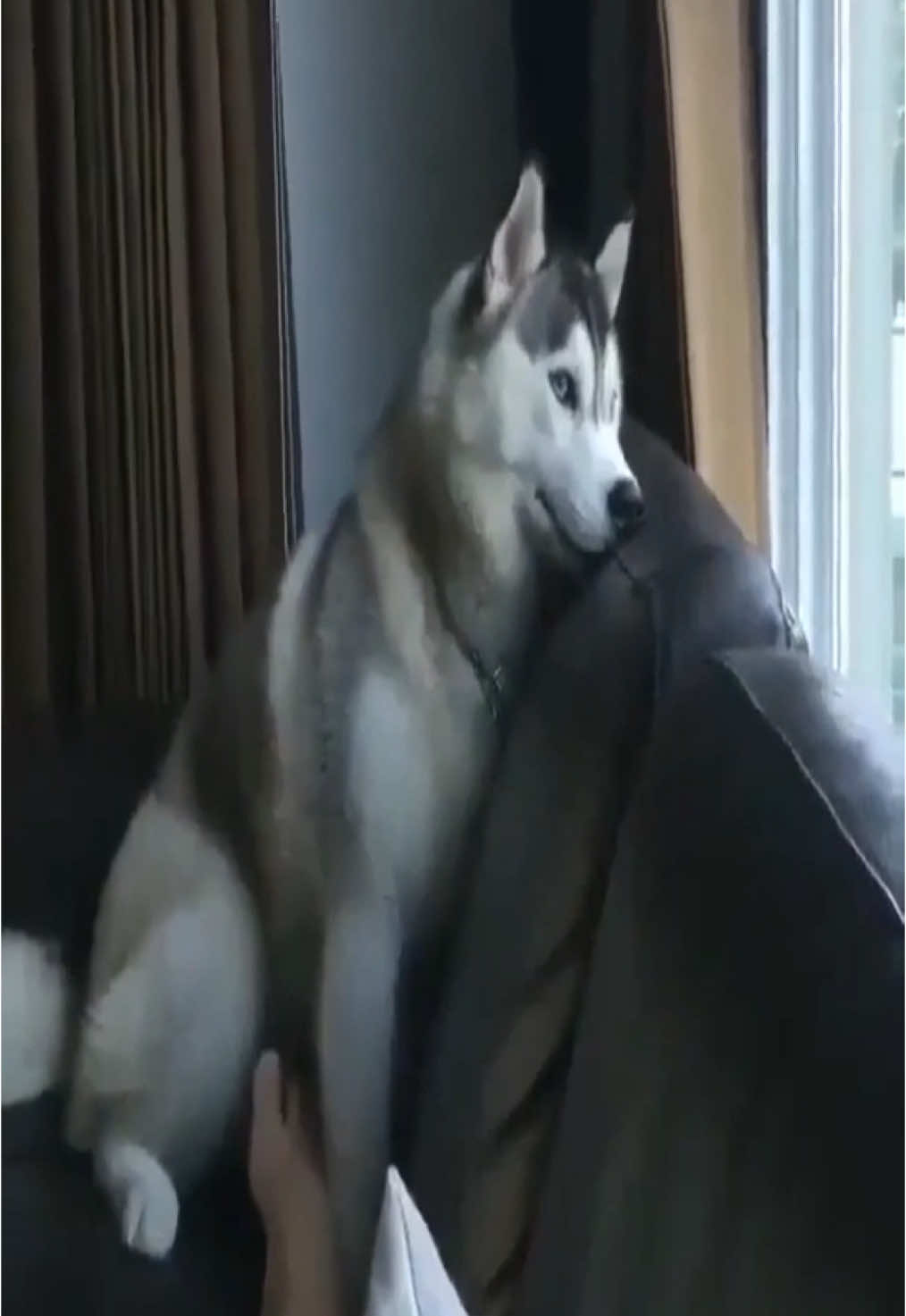 @cute dogs channel
