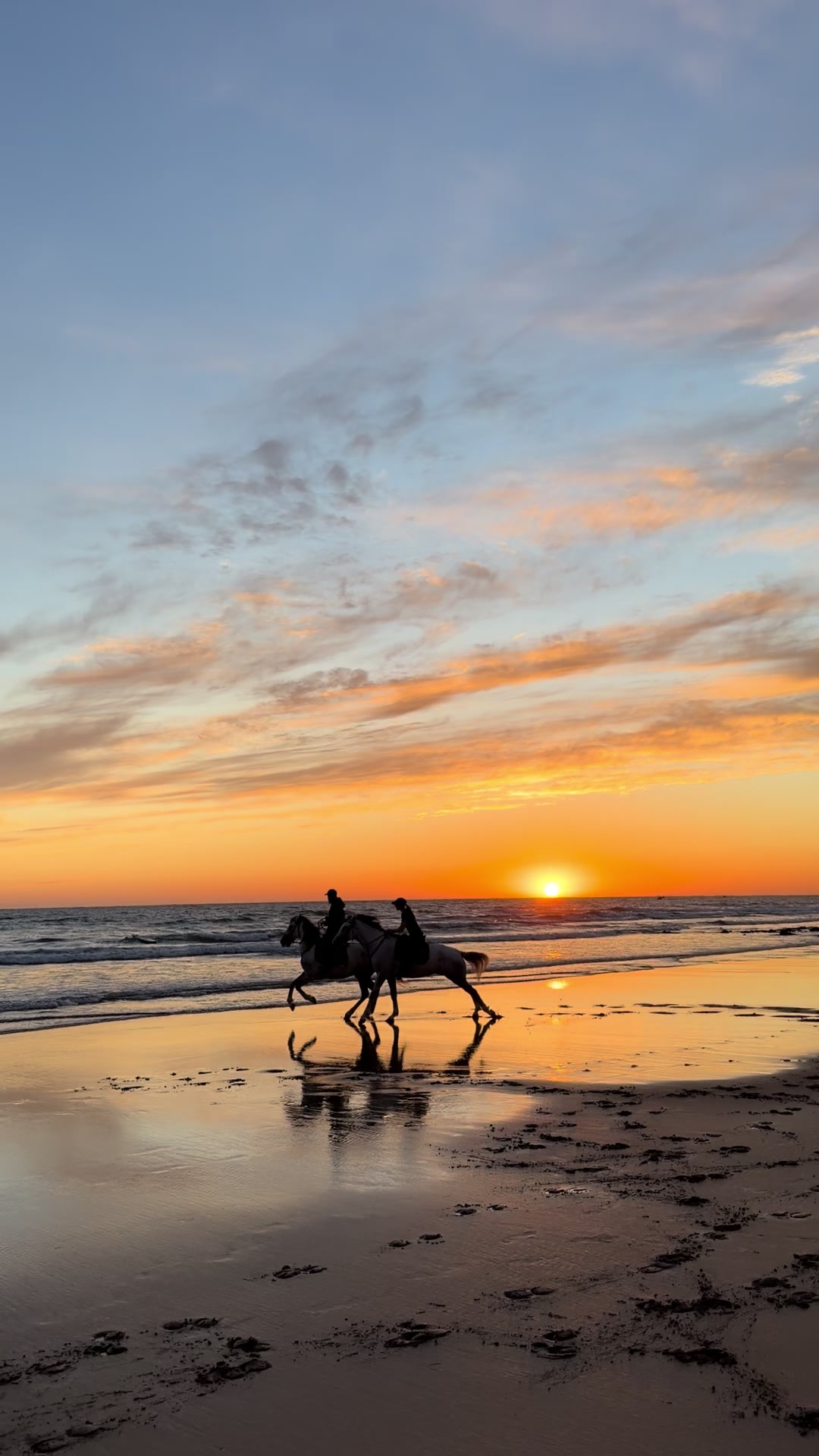 @Cheval_agadir