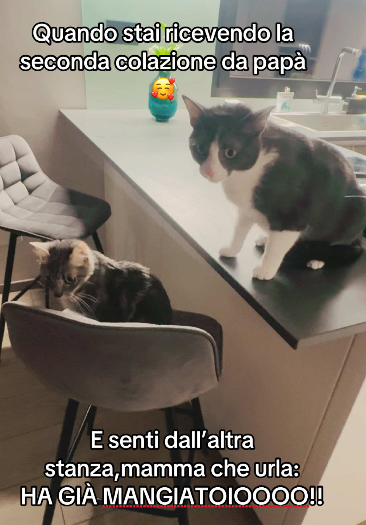 @Cippy & Romeo-a🤣