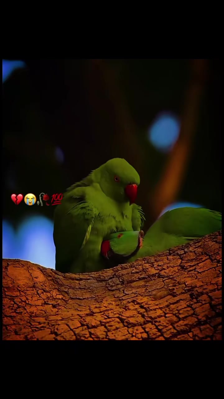 @Mussart