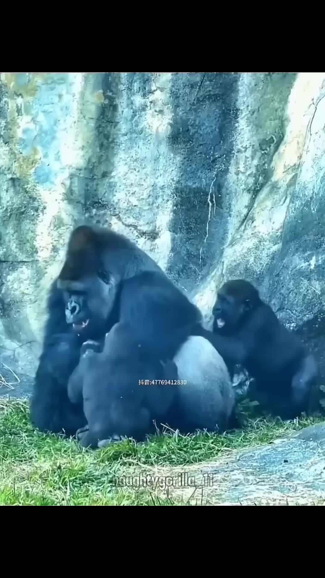 @Awesome gorillas