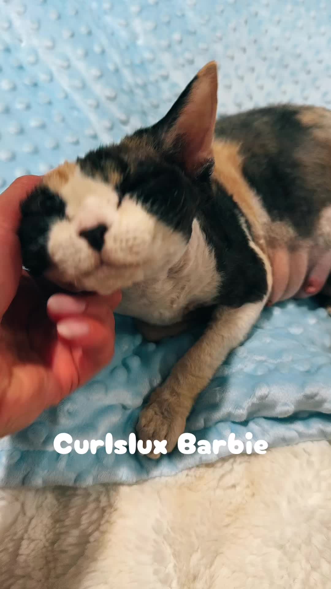 @Curlslux cattery!!🇺🇸