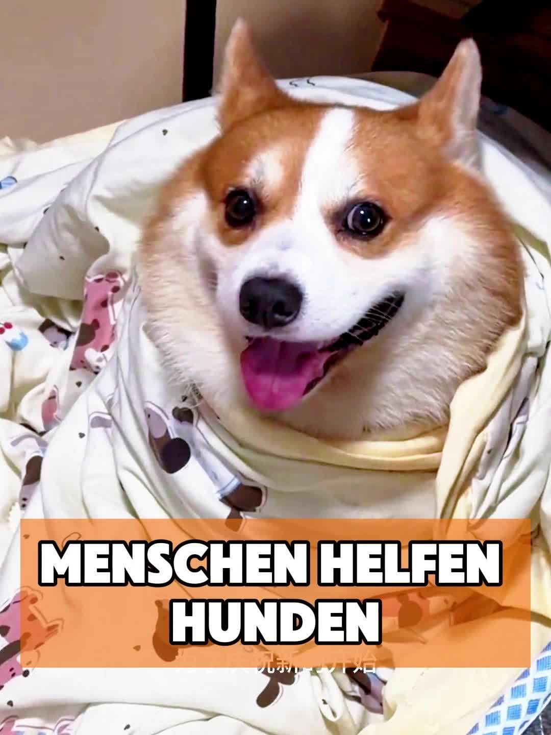 @toto_tier