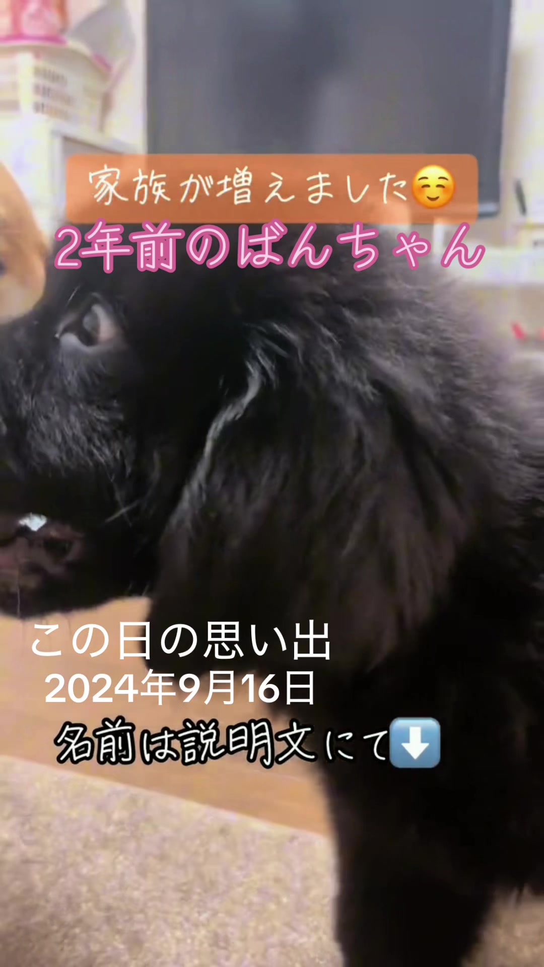 @ムックパパ🔶🐾