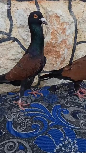 @أمين سلات