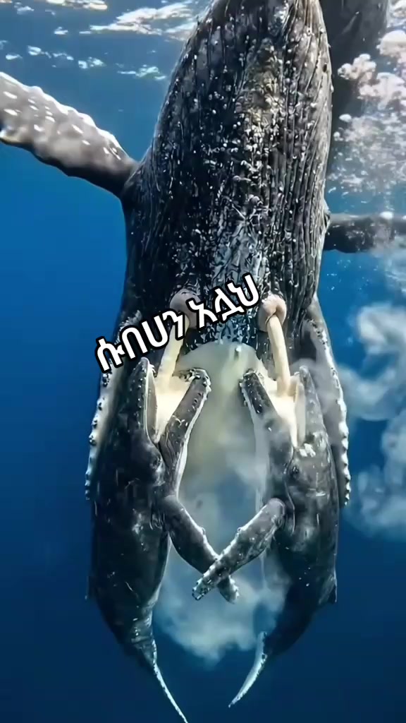 @ሳይለንቷ ነኝ የበኬዋ silent🔇🔇