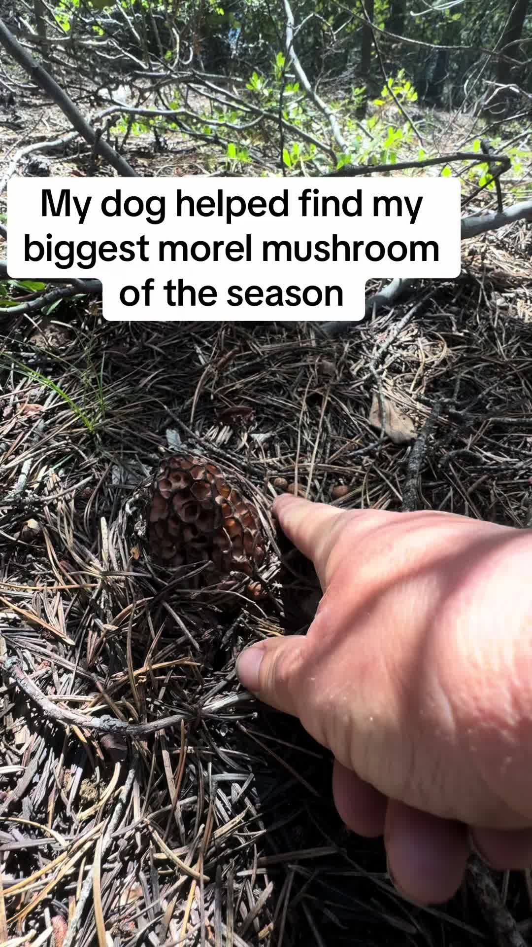 @Fungusamungus