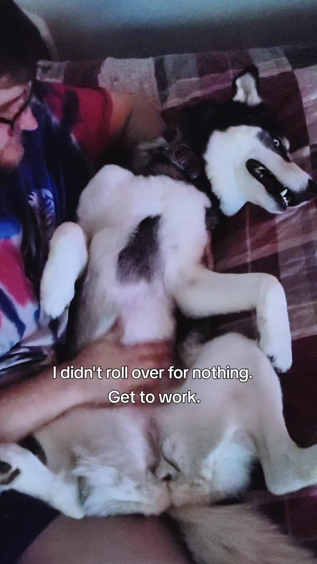 @the Hussey Husky
