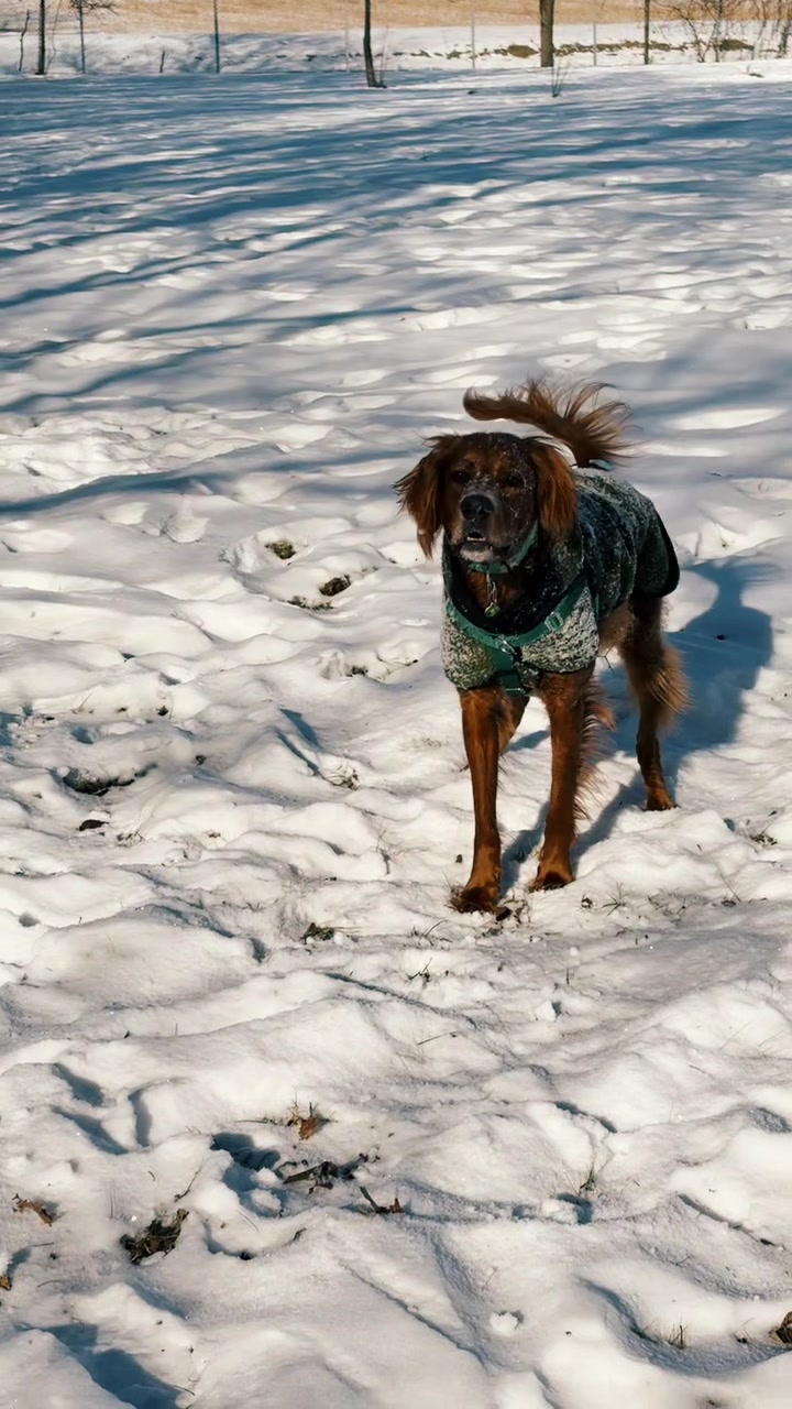 @DaIrishEnglishSetter🇮🇪🐶🇬🇧