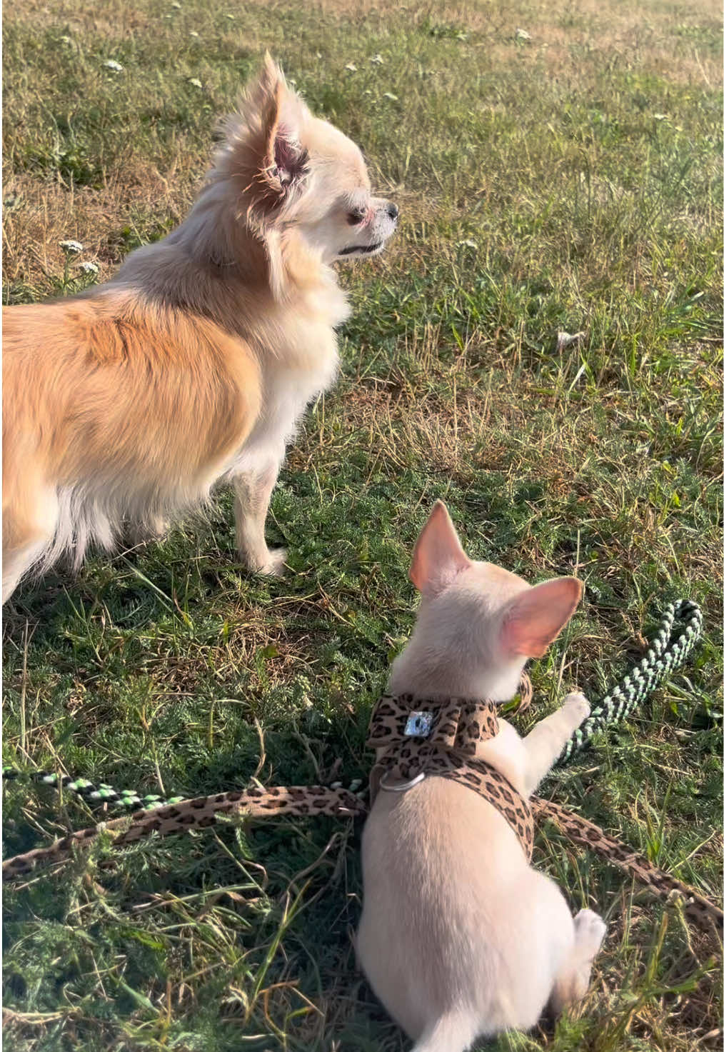 @Danielle |(chihuahua)mama 🐕🩵