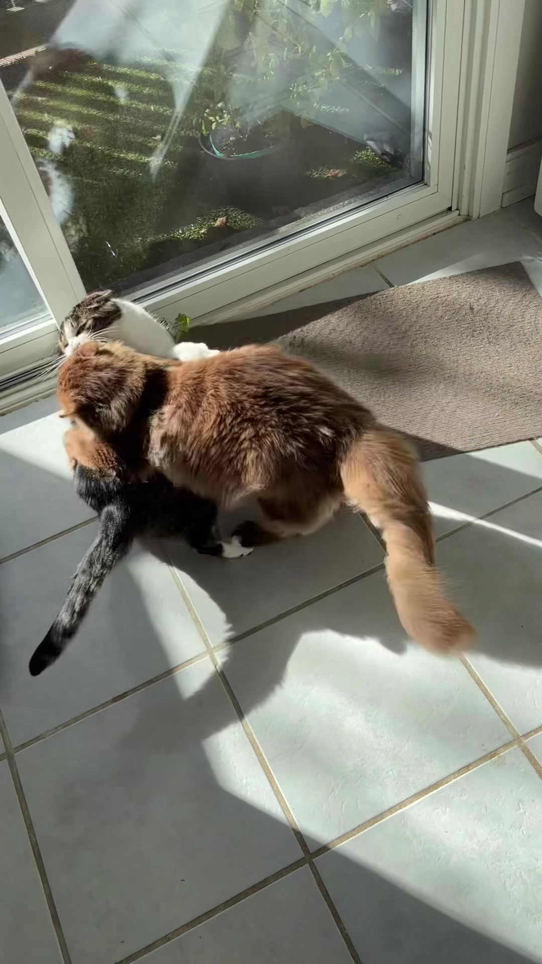 @Churro the Cinnamon Ragdoll 🤎