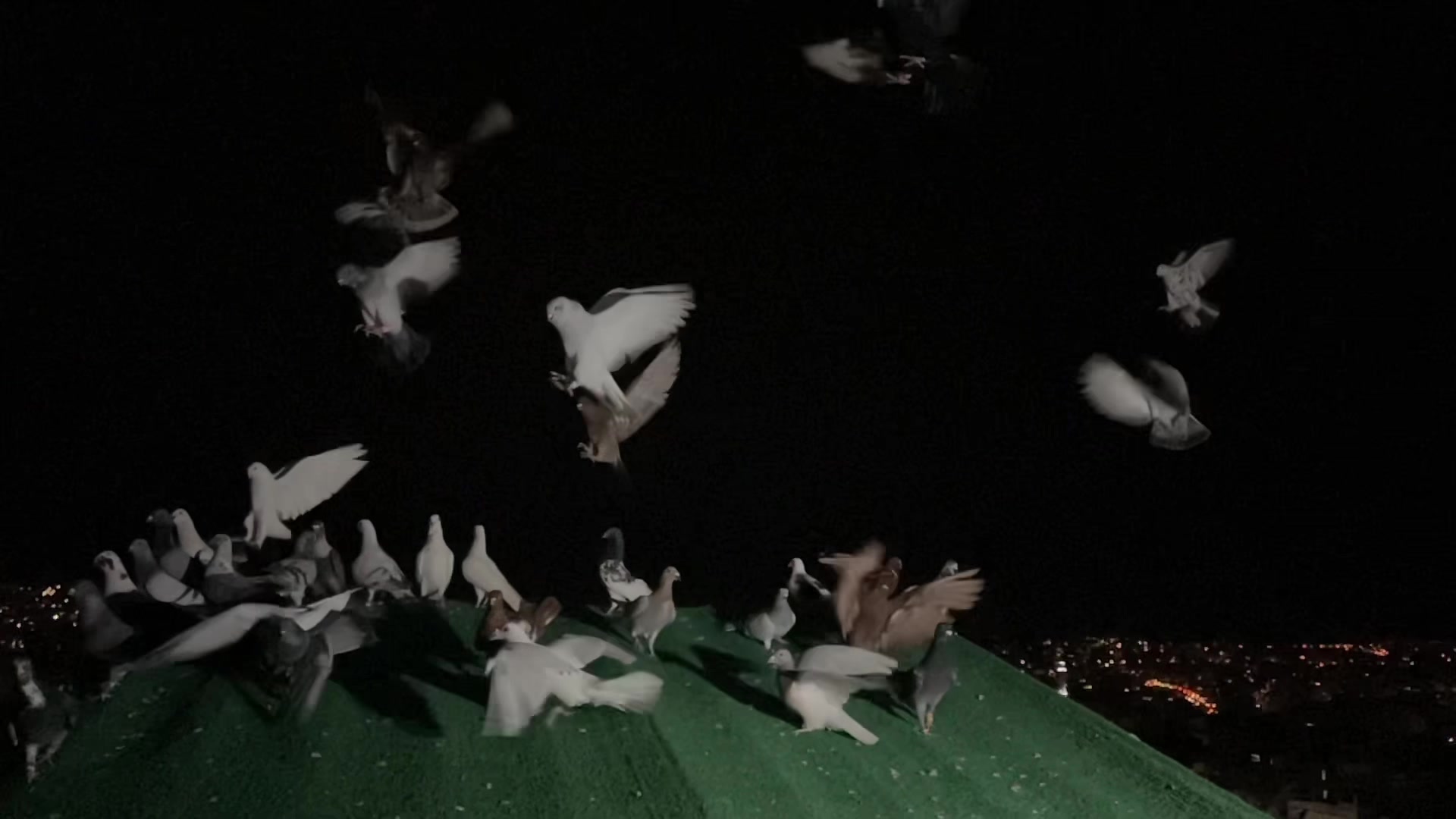 @Skybirdworld