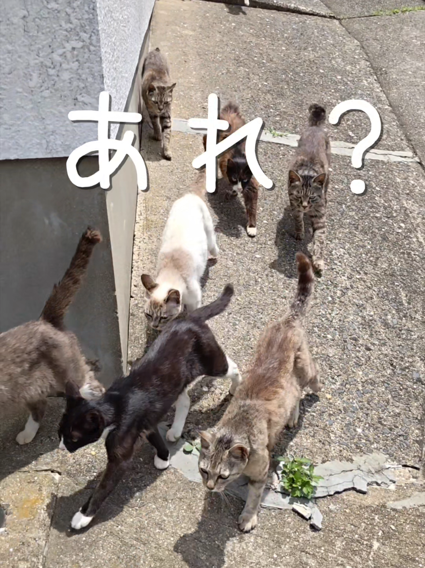 @猫写真家 森永健一