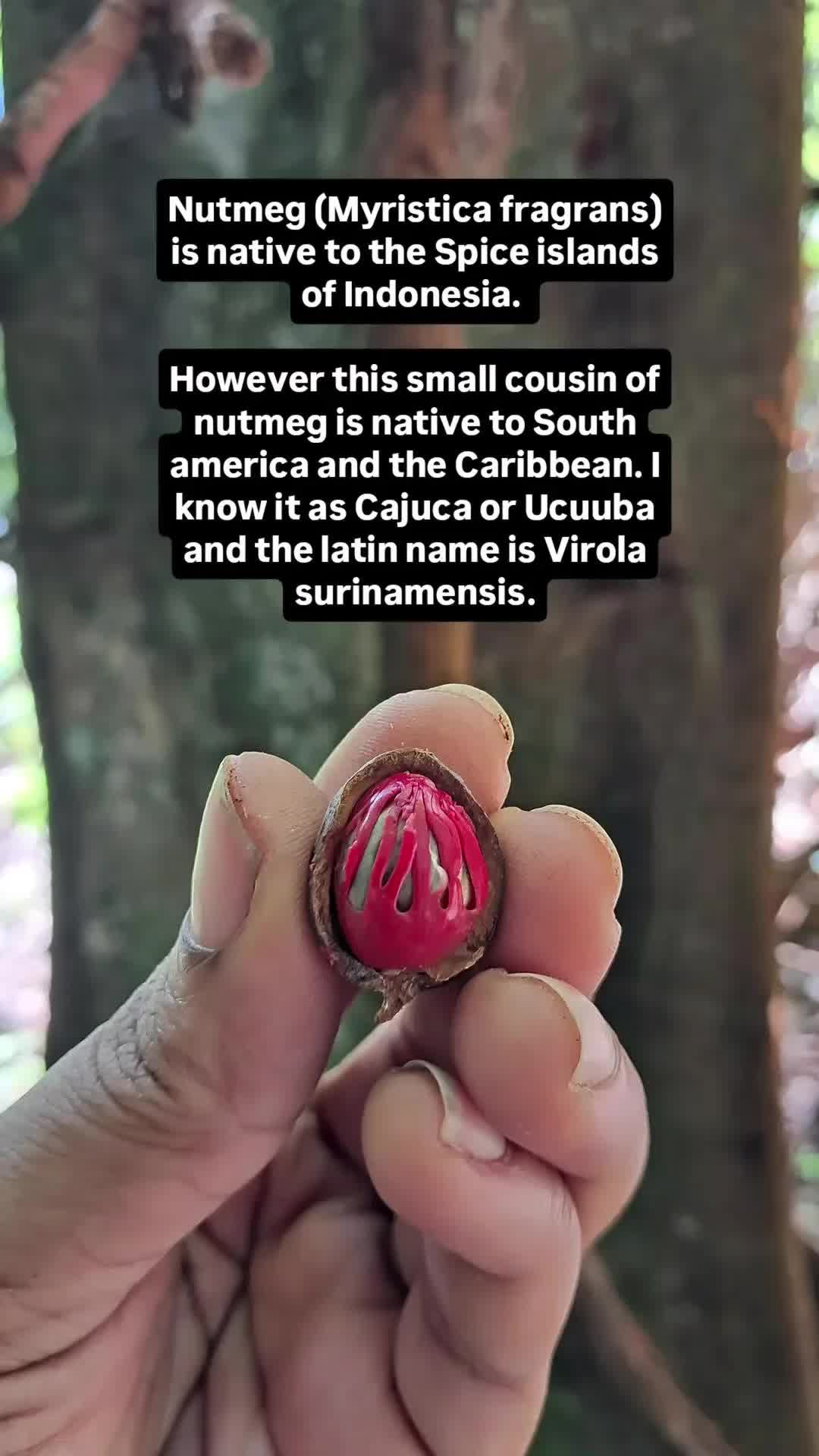 @caribbeanherbalism