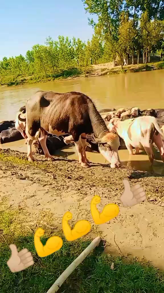 @Umarjan