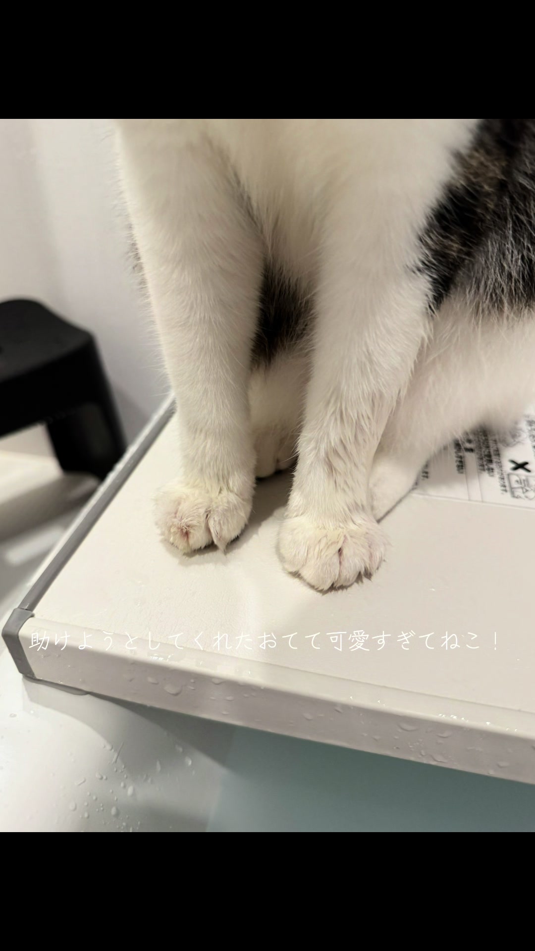 @ちょぽんばぶ𑁊^. .^𑁊
