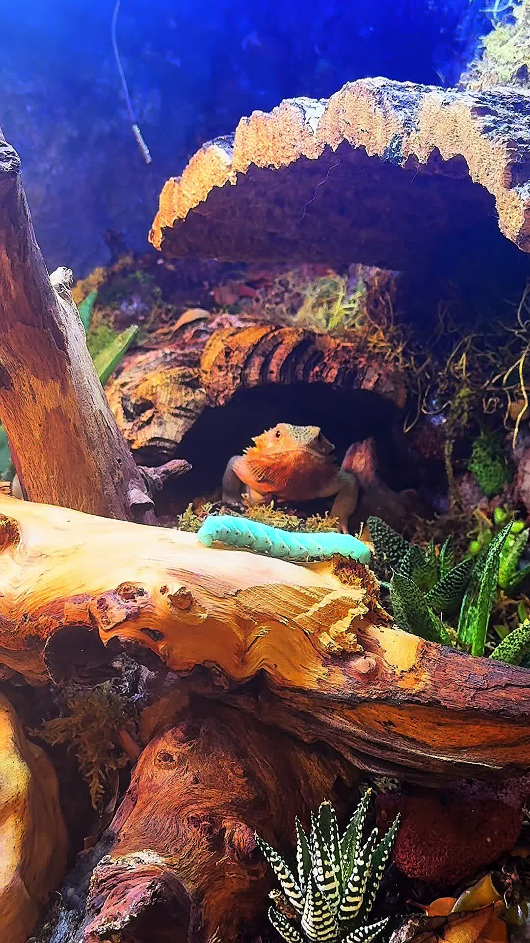 @JuliesSanctuary