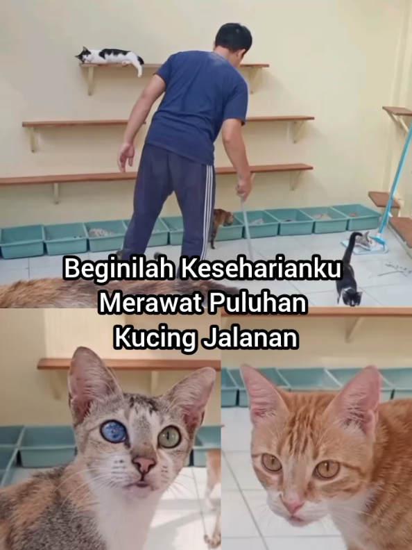 @Kucing Rumah Ronal