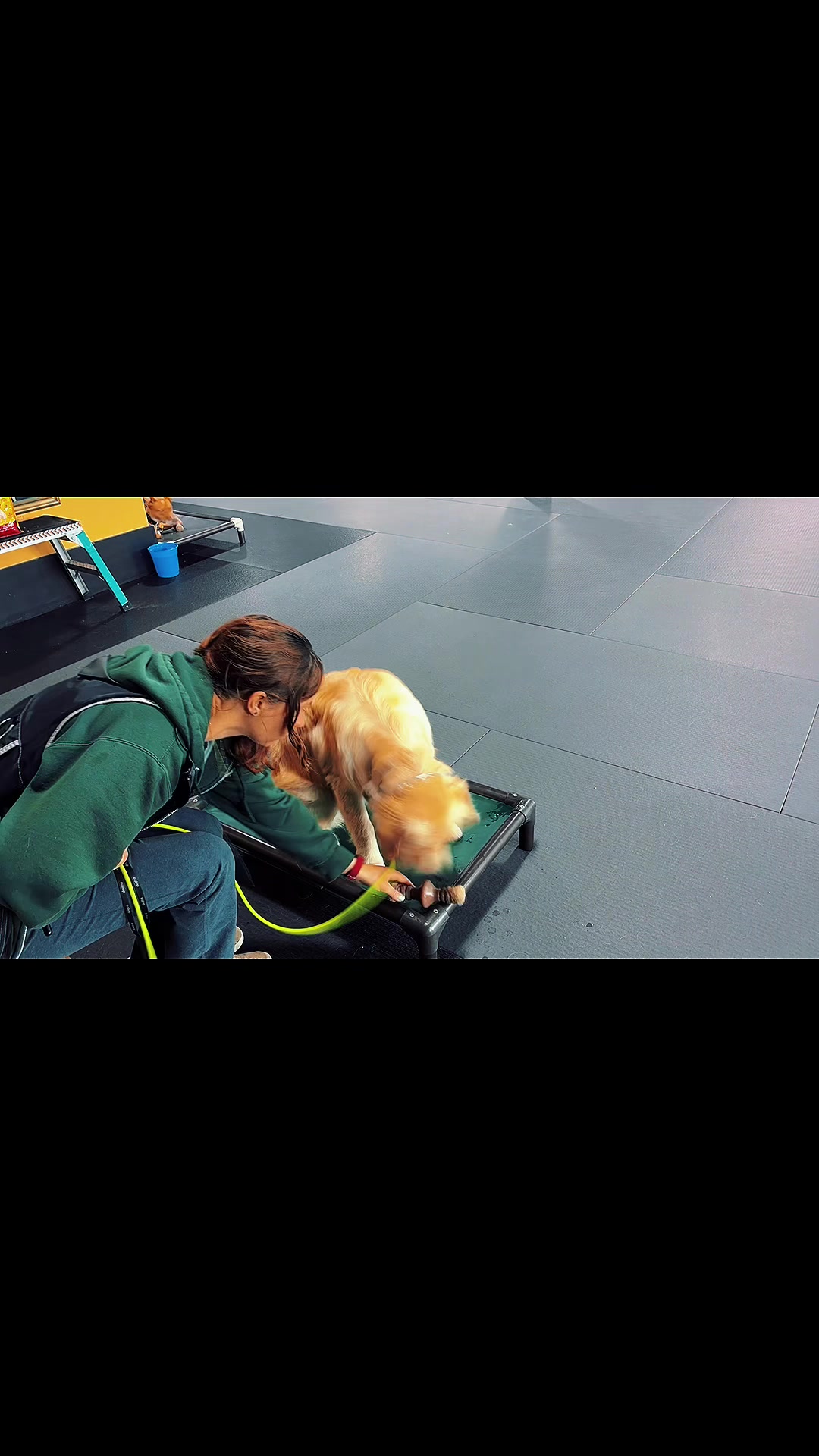 @Cordial Canine