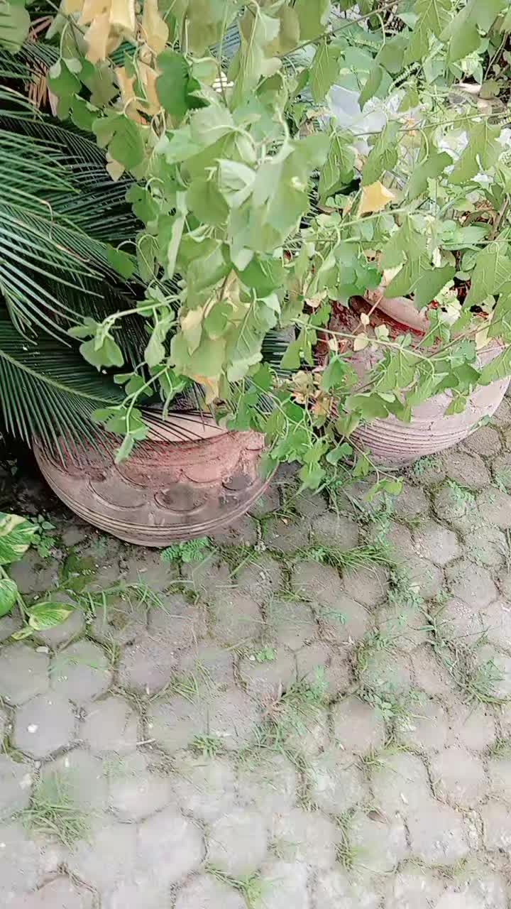 @. zainab raja